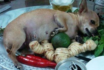 Người phương Tây ăn thịt chó