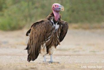 Những món ăn kinh khủng vùng Anlong Veng