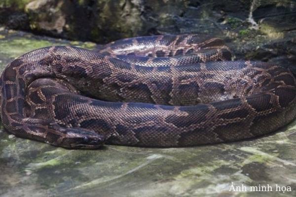 Trăn đất vùng Anlong Veng